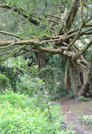 Baum in Chalice Well Gardens, Glastonbury - ewigeweisheit.de