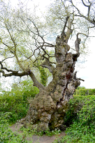 Holy Oak Glastonbury - ewigeweisheit.de